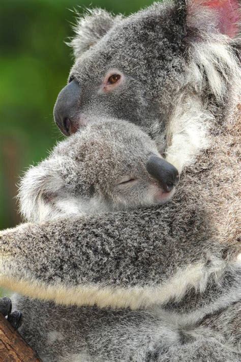 A Mother Koala And A Baby Koala Cuddling Sooo Cute Baby Koala