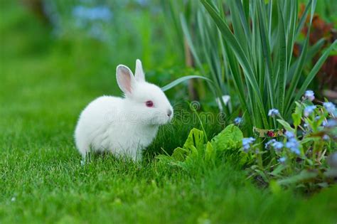 Baby White Rabbit In Grass Stock Image Image Of Paws 39774259