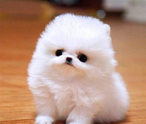 How Much Are Teacup Pomeranian Puppies