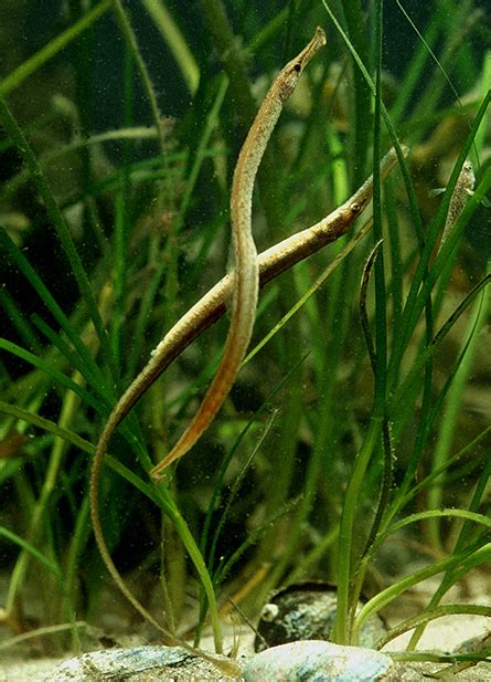 Pregnant Male Pipefish Not So Great At Giving Embryos Oxygen