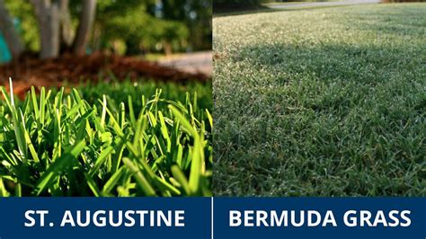 Turf Wars St Augustine Vs Bermuda Grass Top Organic Gardening