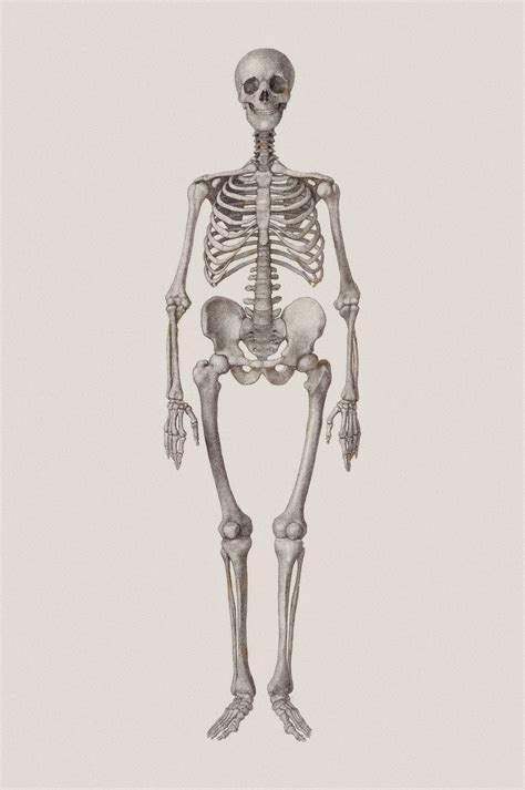 Human Skeleton Drawing Anatomy Art Prints Surface View