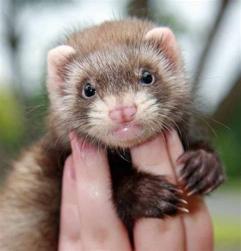 Tips To Tame Your Pet Ferret Funom Theophilus Makama