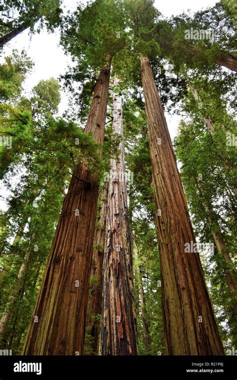 Redwood Trees In The Jedediah Smith Redwoods State Park Stock Photo Alamy
