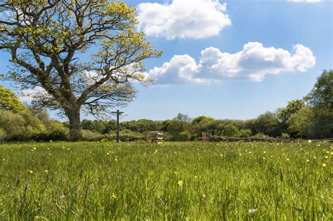Spring Meadow in the Virtual Swanage gallery