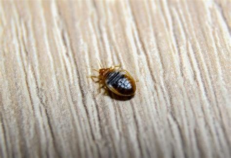 Show Pictures Of Baby Bed Bugs Cheyenne Montero