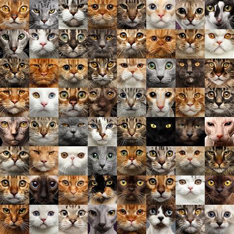 Cat Colors And Patterns—part One United Spay Alliance
