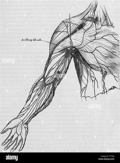 Black And White Print Of A Human Arm Armpit And Partial View Of The