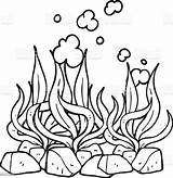 Seaweed Coloring Marinos Alga sketch template