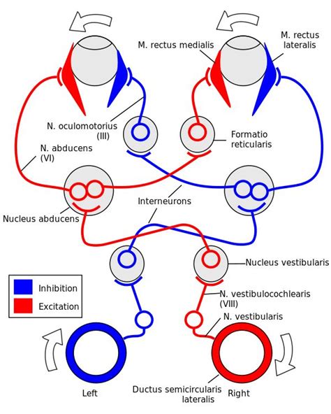 Filevestibulo Ocular Reflex Ensvg Neurology Vestibular System