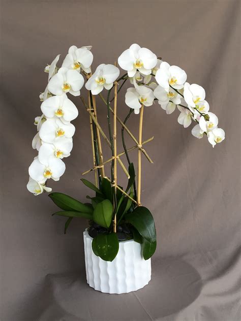 Contemporary White Phalaenopsis Orchid Plant In Los Angeles Ca