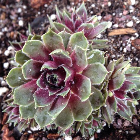 Shop all lavender & lace® cross stitch! Sempervivum 'Lavender and Old Lace' | Sempervivum, Sedum ...