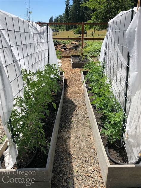 How To Plant Tomatoes That Thrive All Season An Oregon Cottage