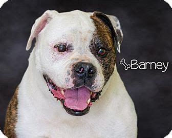 The cost to adopt a bulldog is around $300 in order to cover the expenses of caring for the dog before adoption. Somerset, PA - English Bulldog Mix. Meet Barney, a dog for ...