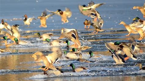 Mallard Ducks Flying Into Lake Youtube