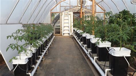 Hydroponic Gardening System Hydroponic Tomatoes Bucket