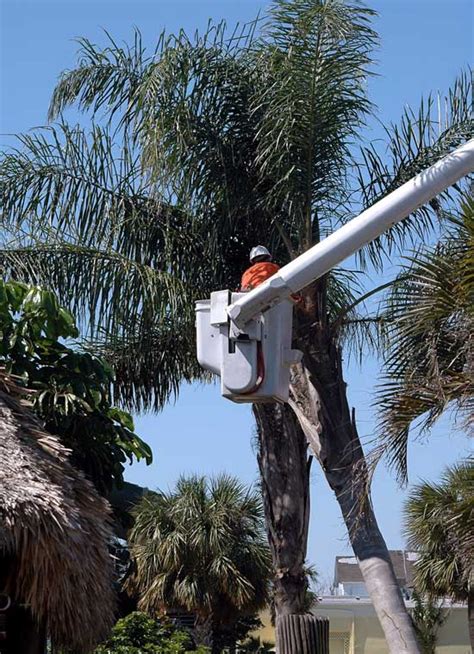How To Kill A Palm Tree In 4 Easy Ways Grow Gardener Blog