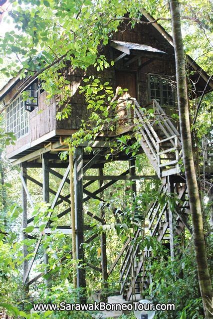 Borneo tree house is located in kota kinabalu. Tree house at Permai Rainforest Resort | Tree house