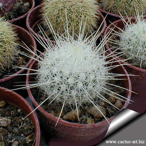 Cactus naturally grow to a height of three blocks, adding a block of height when the top cactus block has received 16 random ticks (i.e. Thelocactus macdowellii CSD192 Arteaga Coah