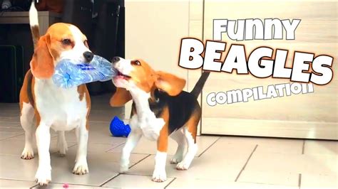 The Ultimate Funny Beagle Compilation Louie And Marie The Beagles