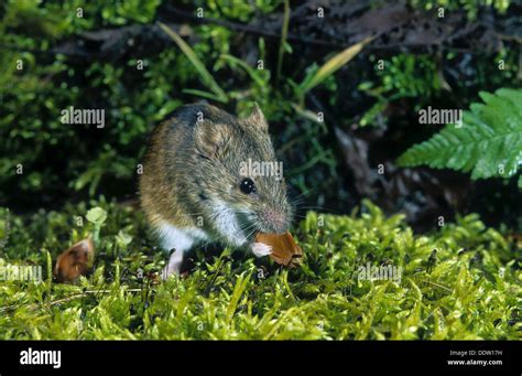 Old World Field Mouse Striped Field Mouse Brandmaus Brand Maus Maus
