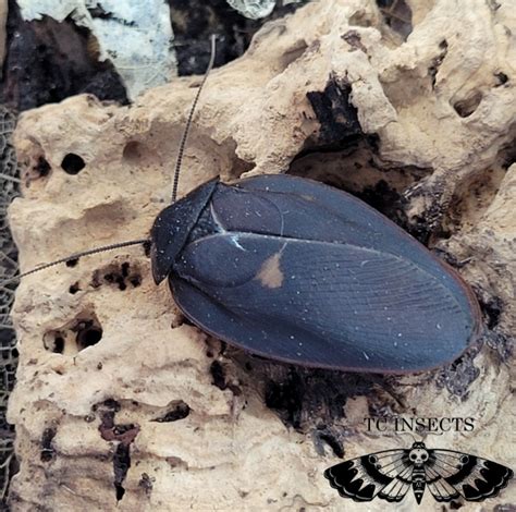 Ergaula Pilosa Big Black Beetle Mimic Roaches Tc Insects