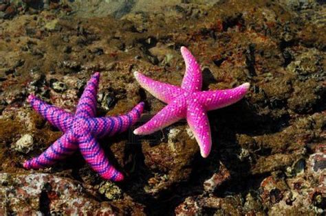Starfish On Reef Seacoast Underwater Creatures Ocean Creatures