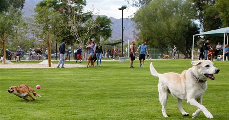 Palm Springs Dogs And Owners Celebrate Dog Park Reopening