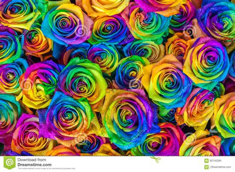 As Rosas Multicoloridos Vibrantes Bonitas Frescas Florescem Para O
