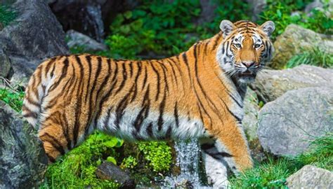 Answers to all these questions and many more interesting facts about tigers are found in this article. Siberian tiger kills keeper at zoo in Zurich, Switzerland | Newshub