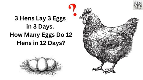 Video 23│3 Hens Lay 3 Eggs In 3 Days How Many Eggs Do 12 Hens In 12