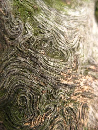 Willow Oak Root — Hnbp