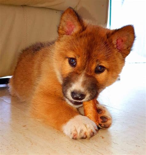 This Rare Purebred Alpine Dingo Pup Is Giving Conservationists Hope