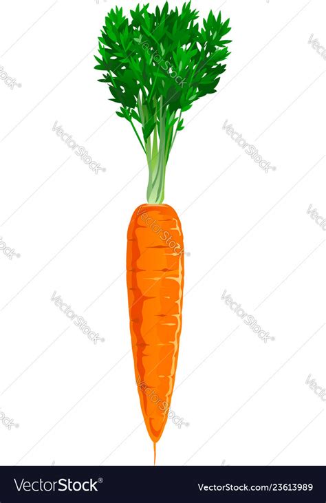 One Carrot Isolated Royalty Free Vector Image Vectorstock