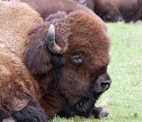 American Bison Buffalo 0013 Photograph By S And S Photo
