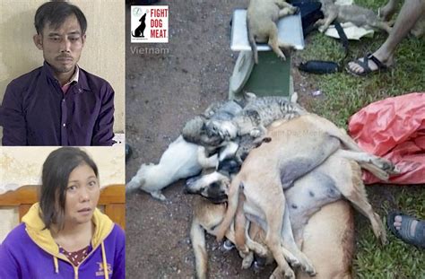Vietnam Husband And Wife Dog Cat Thieves Fight Dog Meat