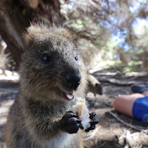 Allan Dixon Adventurer On Instagram Happy Quokka Monday Its Also