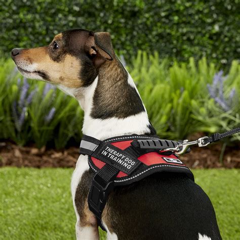 Doggie Stylz Therapy Dog In Training Dog Harness Red X Small