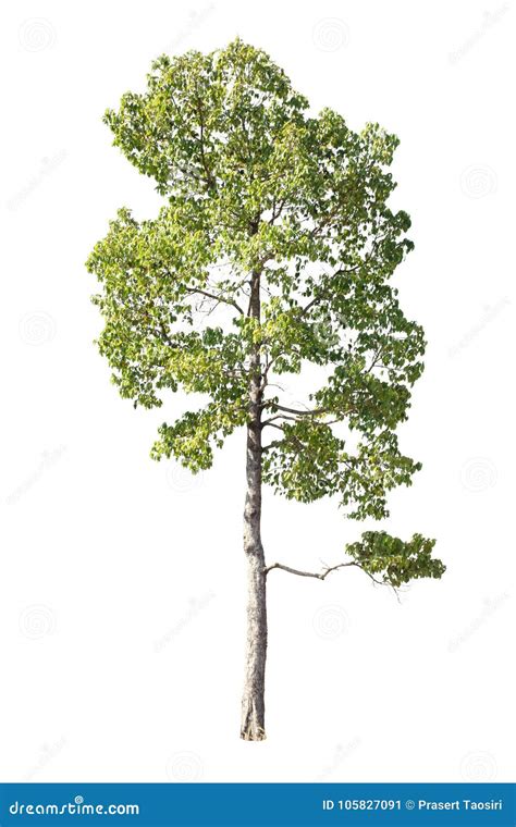 Set Of Isolated Trees On White Background The Collection Of Trees