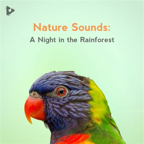 Nature Sounds A Night In The Rainforest Playlist Lullify
