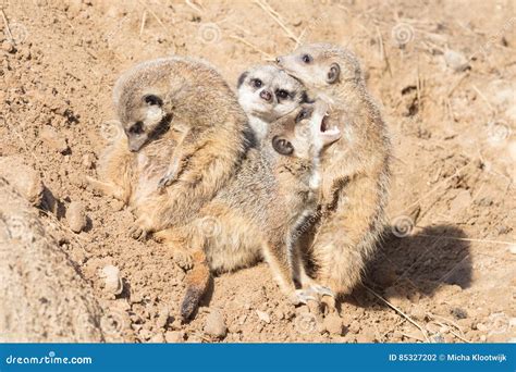 Group Hug Meerkat Stock Photo Image Of Rock Furry Alert 85327202
