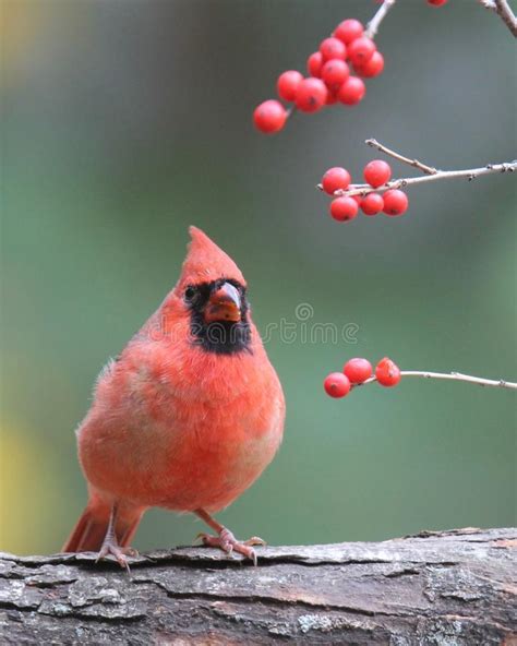 Northern Cardinal At Red Winter Berries Stock Photo Image Of North