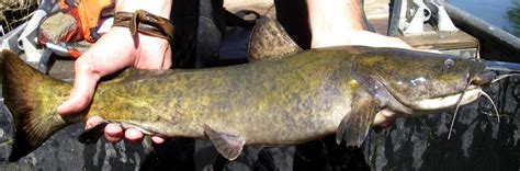 Caught this big flathead catfish at the cooper lake spillway in texas. Catfish Species - CatsandCarp.com