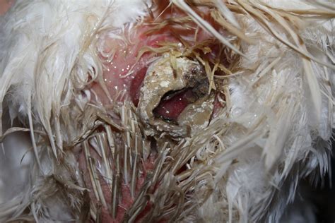 Severe Prolapsed Vent With Vent Gleet Need Help Graphic