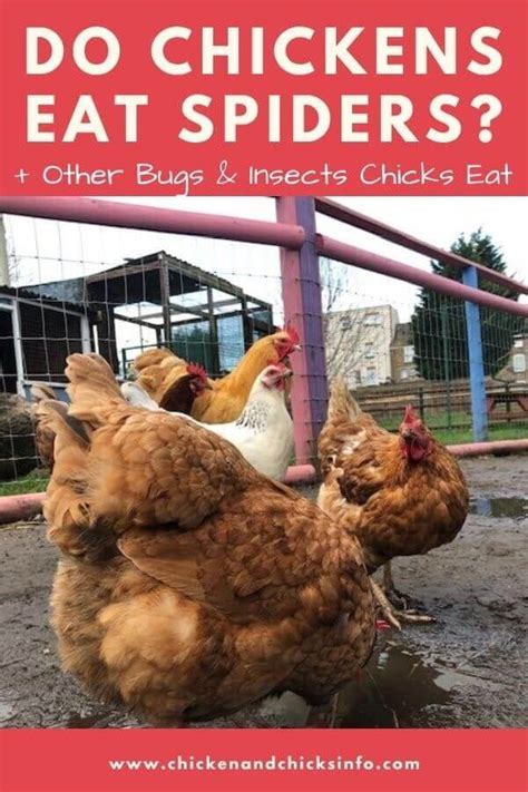 Do Chickens Eat Spiders They Do Chicken And Chicks Info