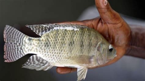 Sebagai salah satu hewan omnivora, anda bisa memberikan. Dalam 2 Hari Belasan Ribu Ikan Nila Mati di Sungai ...