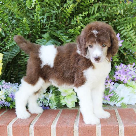 puppy, for, sale, Standard Poodle, John Stoltzfus, dog, breeder