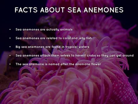 Are Sea Anemones Plants Or Animals By Brynnmcmahon