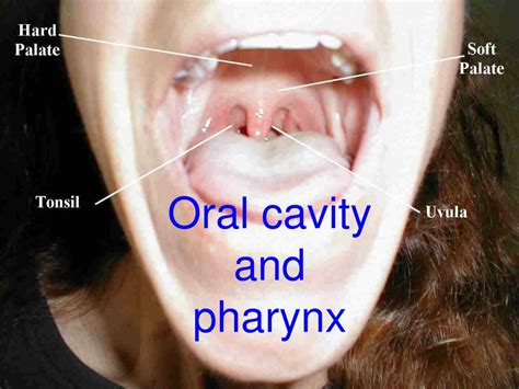 Ppt Oral Cavity And Pharynx Powerpoint Presentation Free Download
