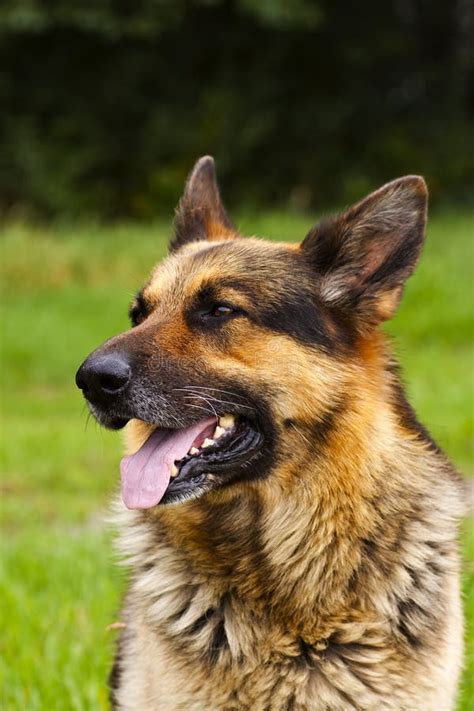 German Shepherd Dog Stock Image Image Of Whiskers Tervuren 21038425